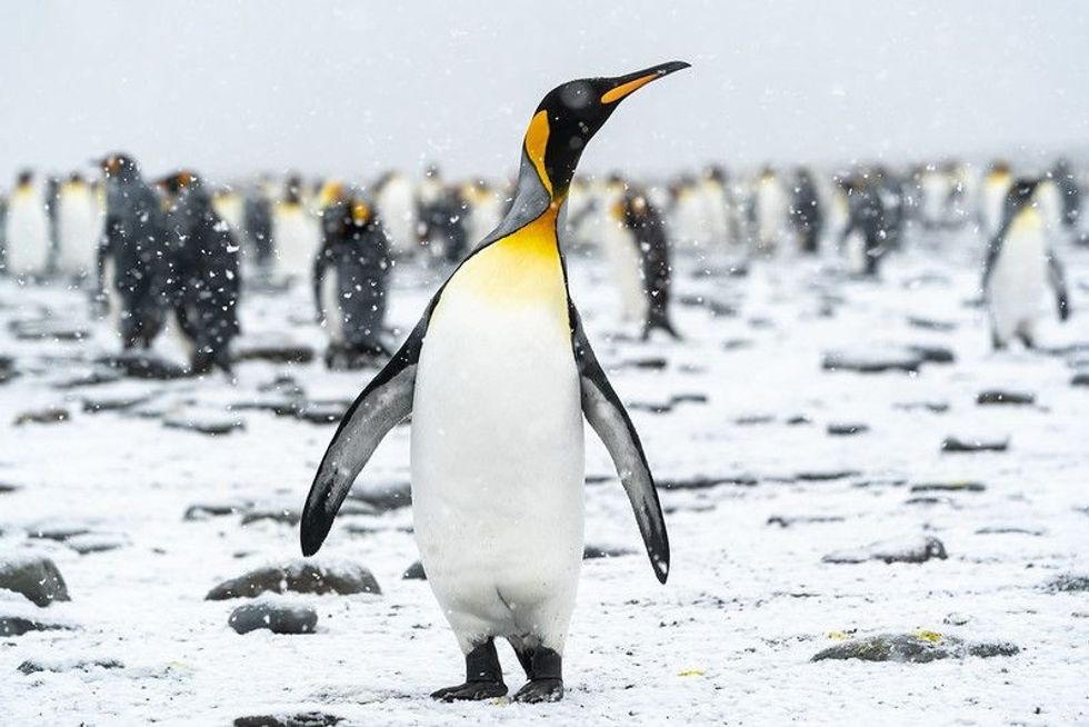 A king penguin gazes skyward as snow falls gently.
