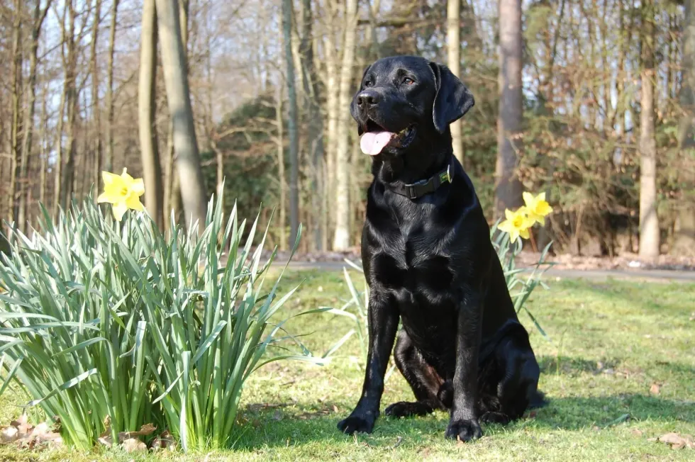 A Labrador vs Golden Retriever discussion is inevitable as both the dogs have such good qualities.