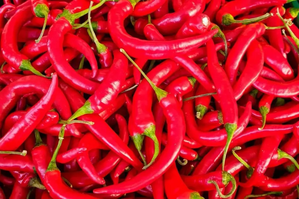 A large amount of bright red chili peppers