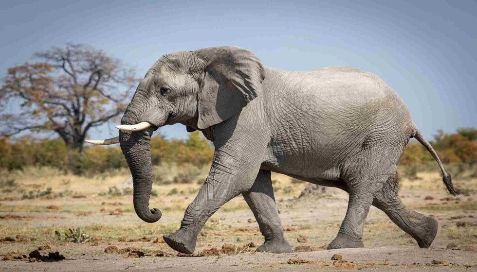 A large elephant bull walking fast in Reserve.