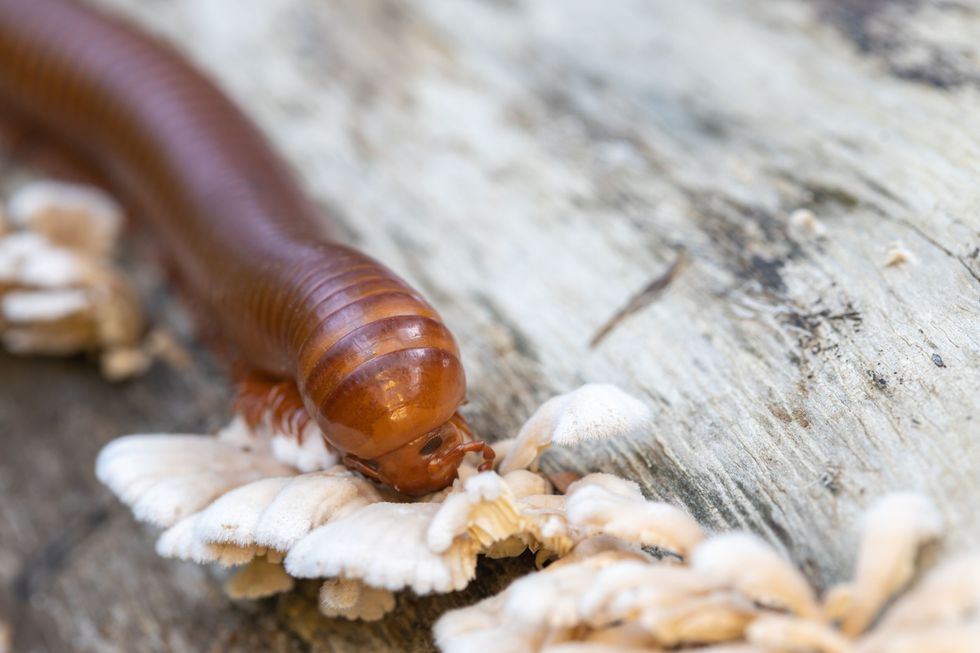 What Do Millipedes Eat? List Of Foods And Fun Facts 