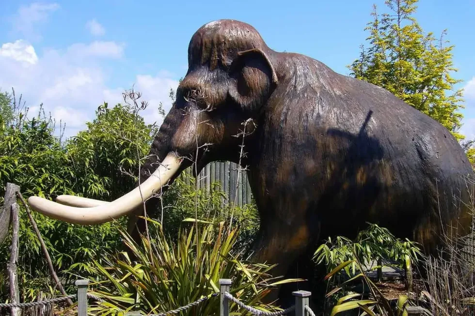 A large model of a stone age animal with very long tusks is standing amongst some trees.
