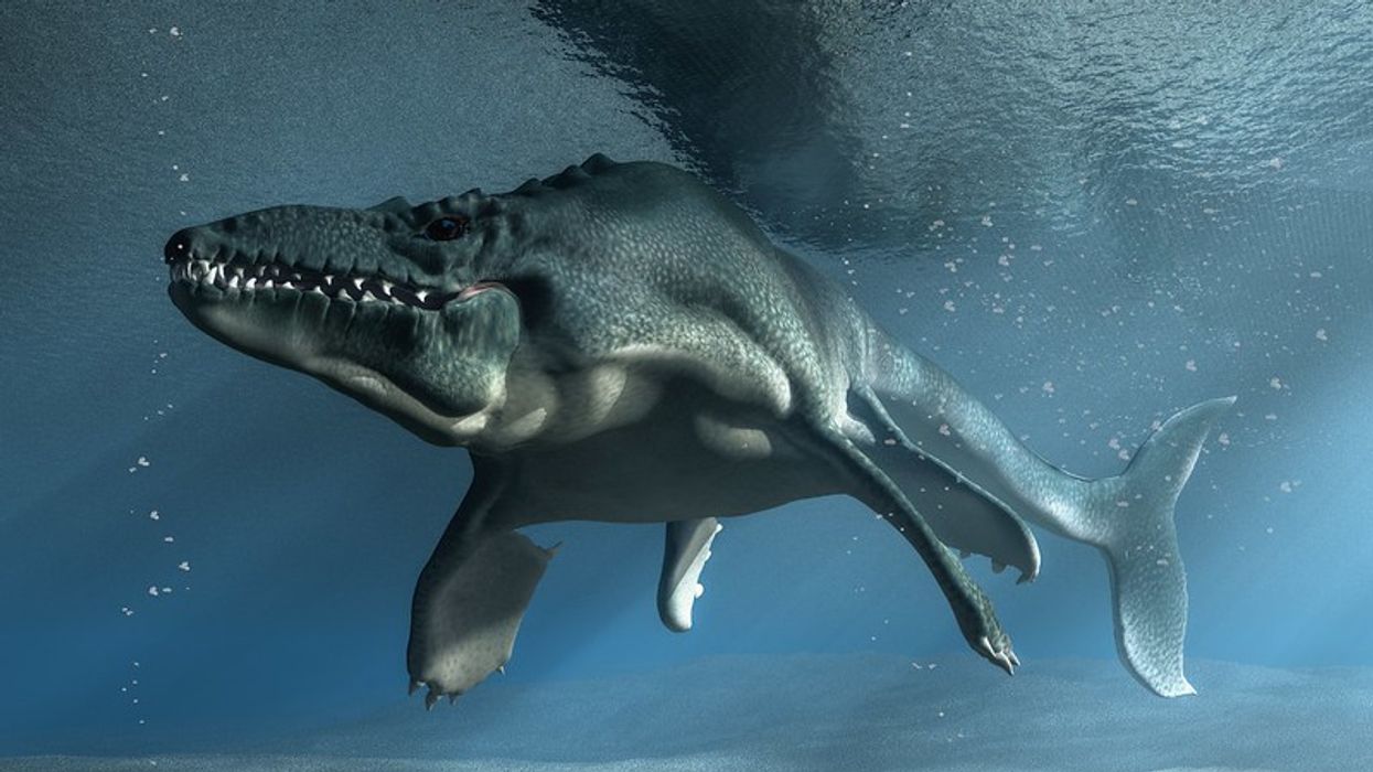 A large mosasaur swimming in water.