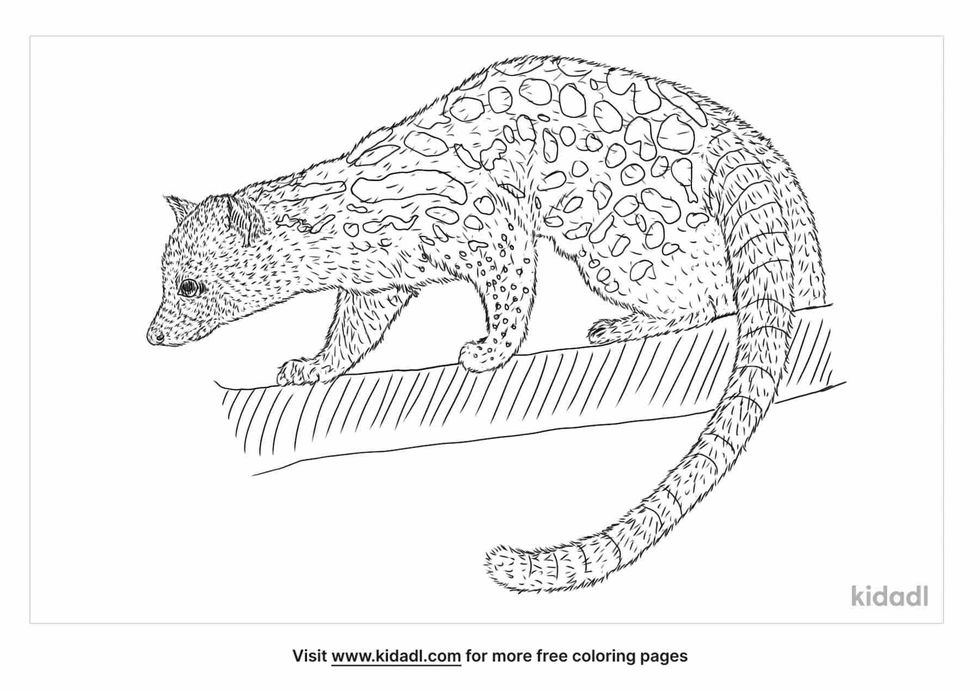 a linsang species native to central africa