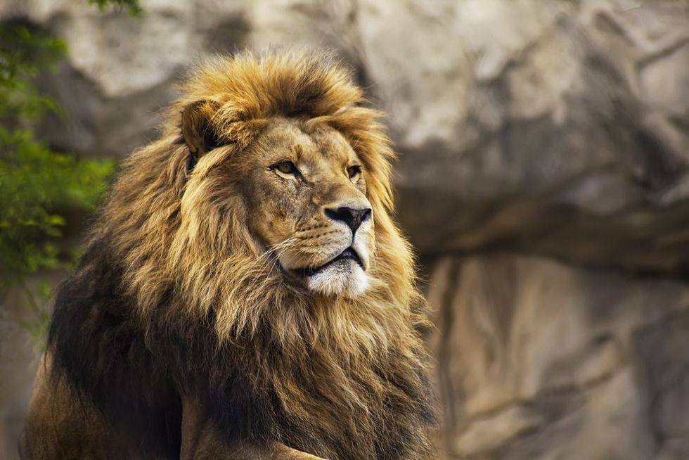 A lion is staring ahead into the sky