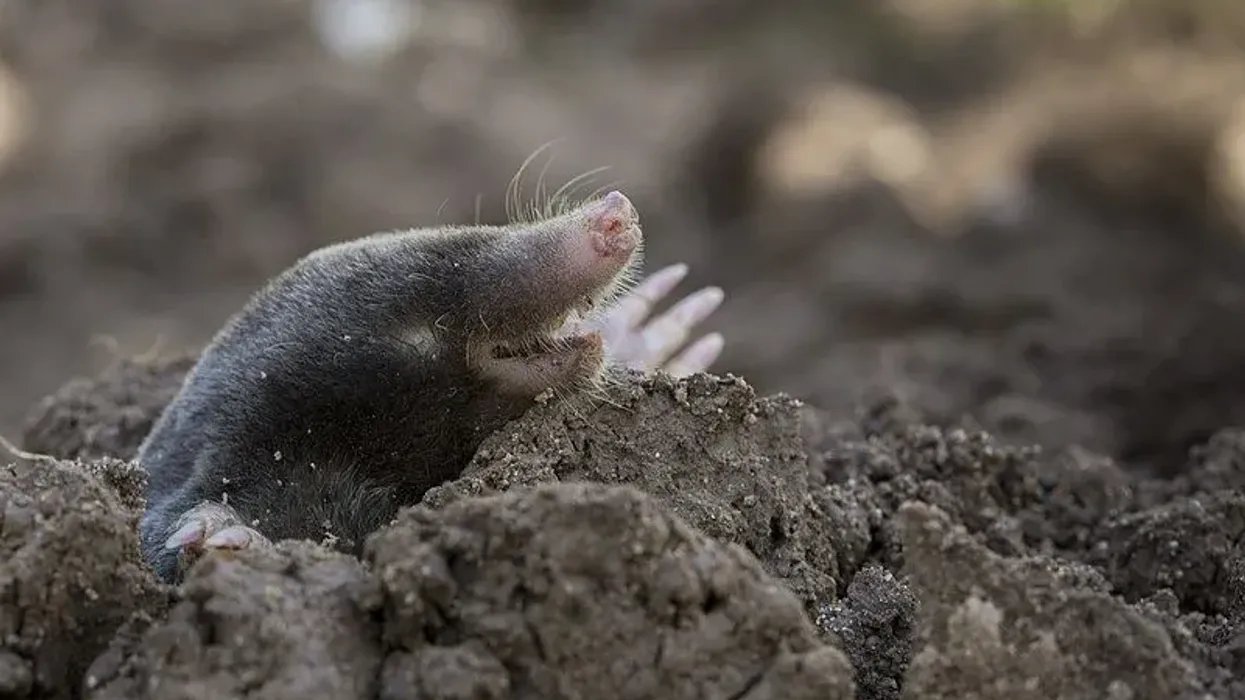 A list of 17 exhilarating hairy-tailed mole facts for you.