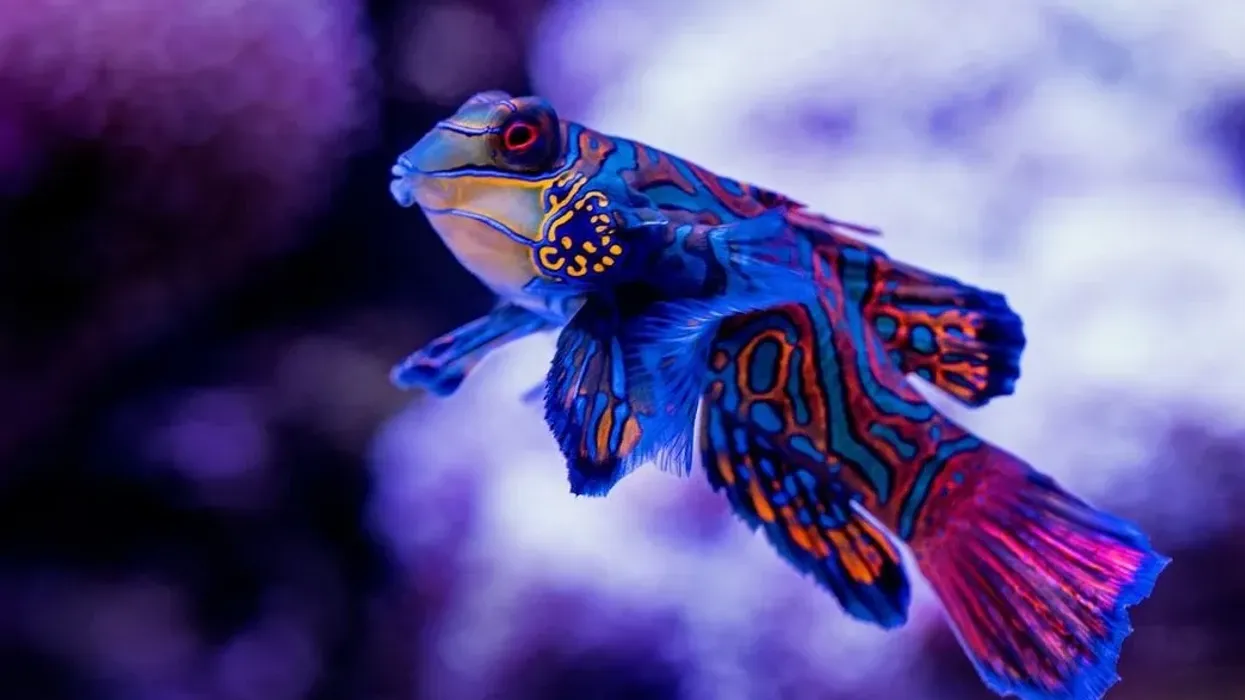 A list of interesting Mandarinfish facts is great to read.