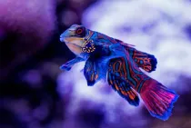 A list of interesting Mandarinfish facts is great to read.