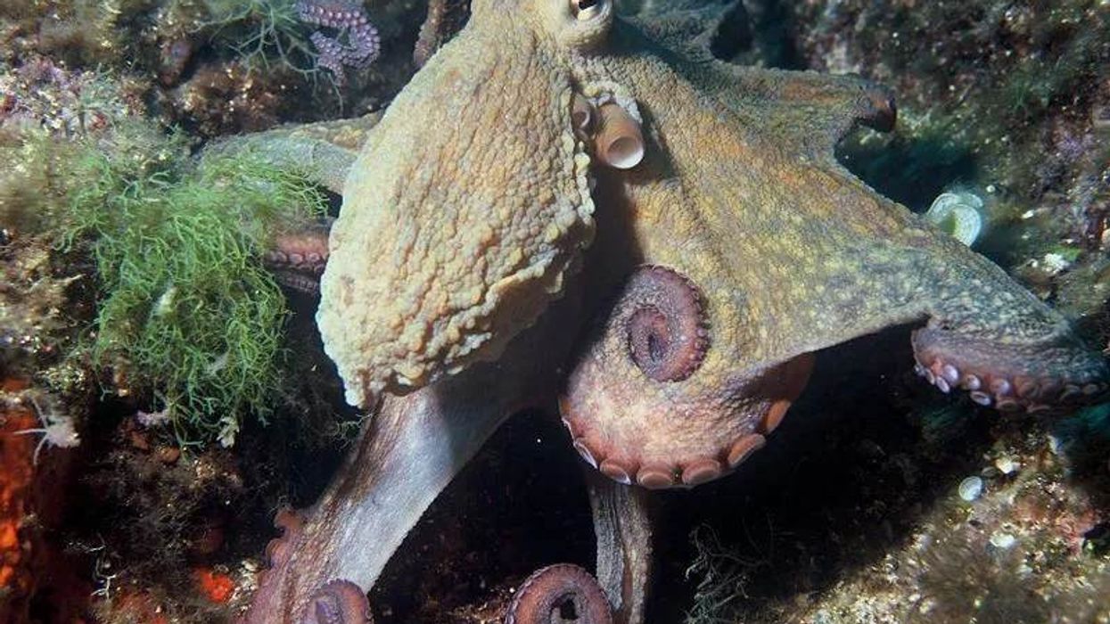 A list of the most astonishing seven-arm octopus facts for you and your family.