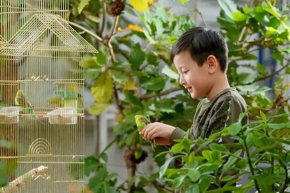 A little boy holding a tiny love bird in his hands