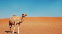 How Long Can A Camel Go Without Water? Interesting Facts For Kids | Kidadl