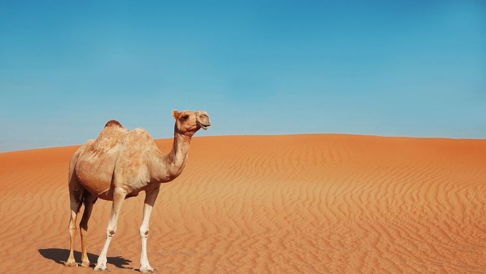A lonely camel in the desert
