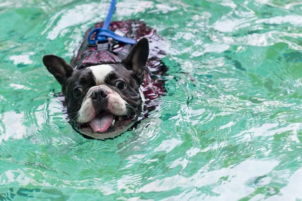 A lovely french bulldog is swimming in the pool