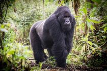 A male silverback mountain gorilla.