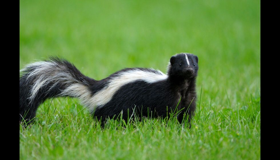 A mammal and a member of the weasel family.