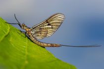 Do Mayflies Bite? Guide To Get Rid of Them Once And For All | Kidadl