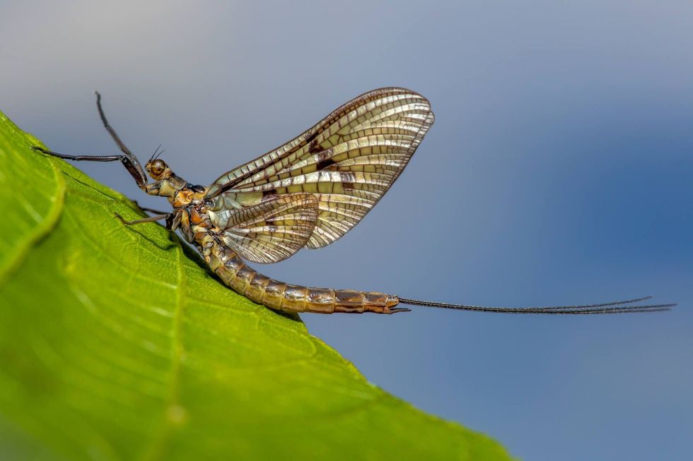 A Mayfly sitting on a leaf.