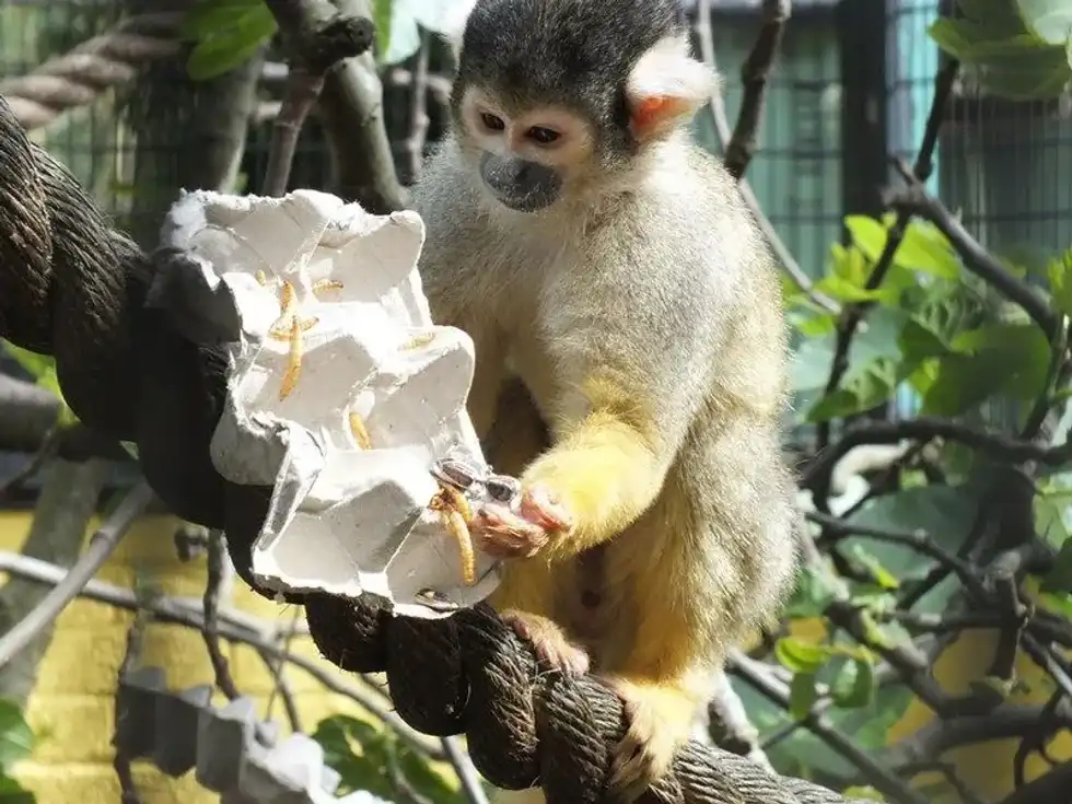A monkey at Battersea Zoo London