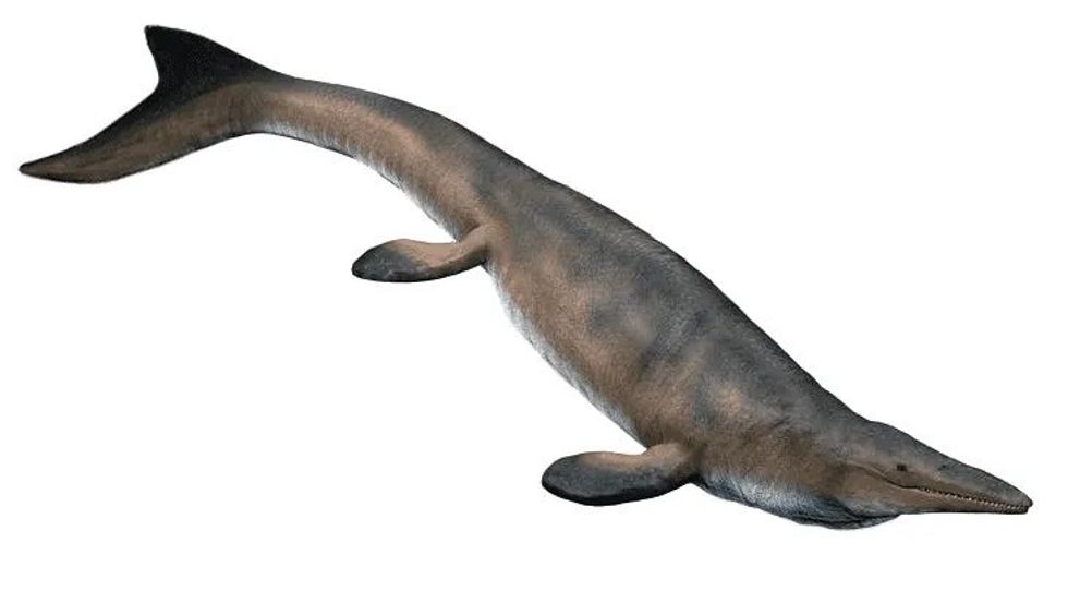 A mosasaur captured against a white background.