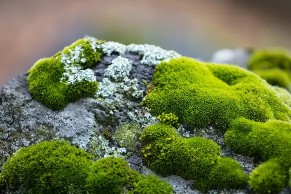 A moss plant needs acidic soil to grow properly.