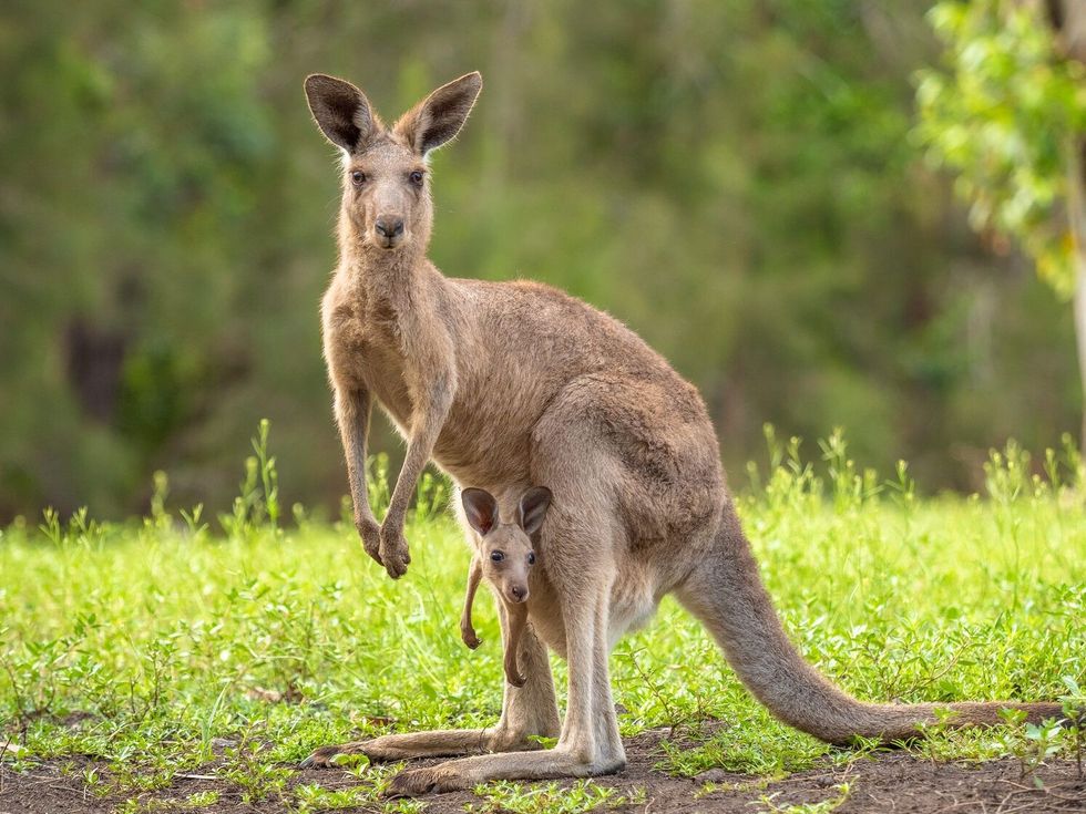 A mother kangaroo showing off her baby in the pouch