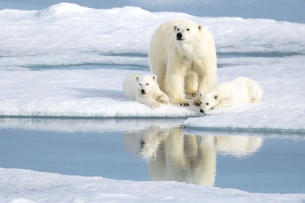 A mother polar bear keeping an eye as her two cubs rest