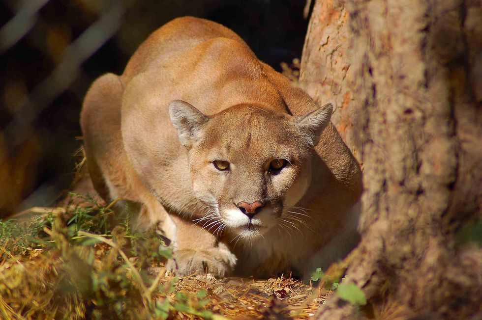 What Does A Mountain Lion Sound Like? Identification Guide | Kidadl