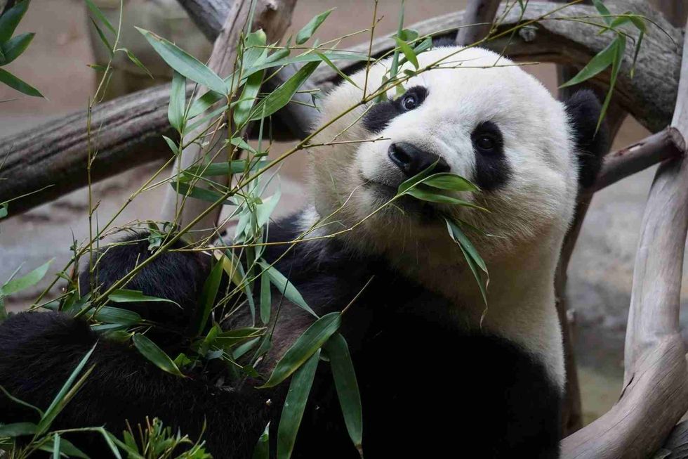 a name for a loved one panda