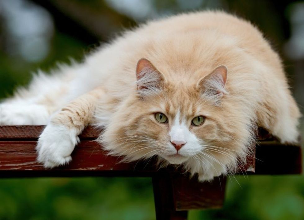 Norwegian Forest Cat Size: How Big Do These Furry Friends Get? | Kidadl