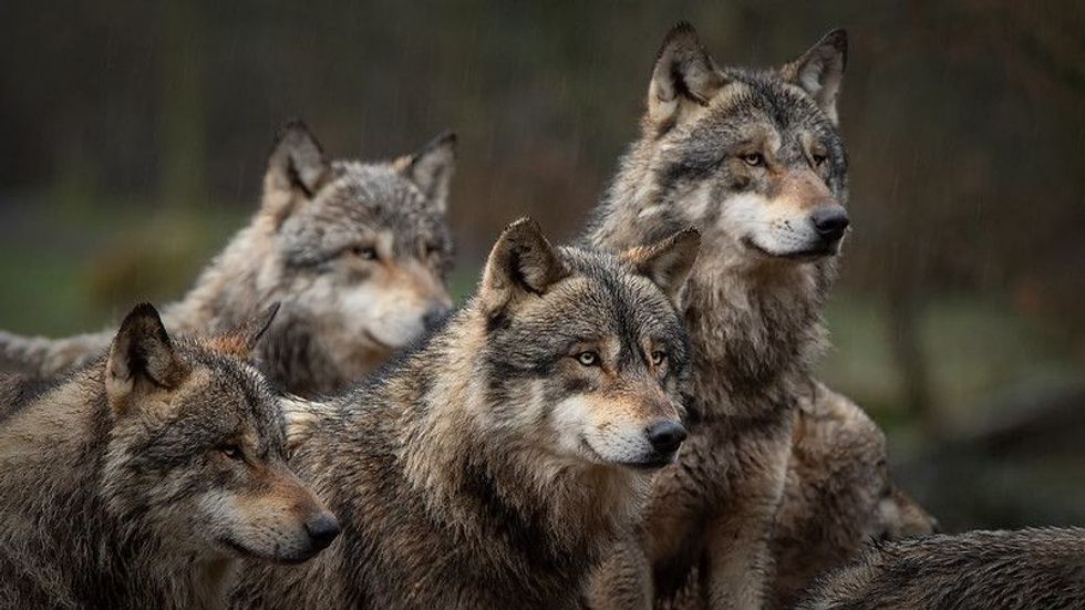 A pack of wolves in a forest setting.