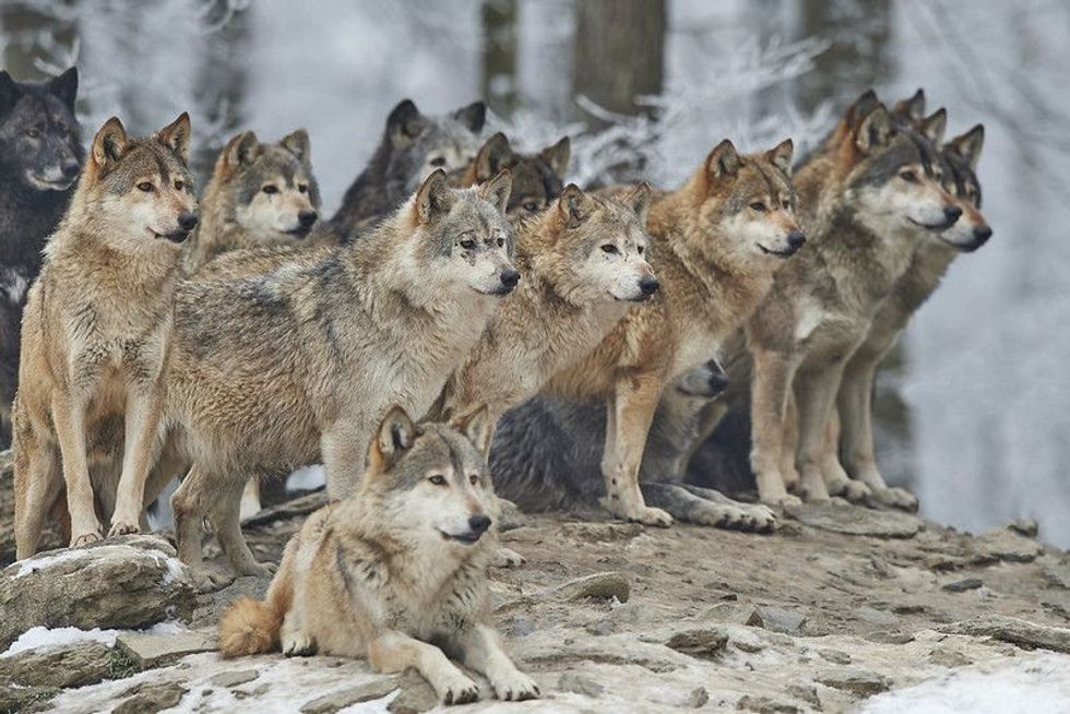 A pack of wolves in the snow