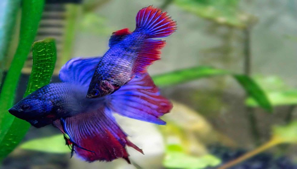 A pair of bettas fish in mating face.