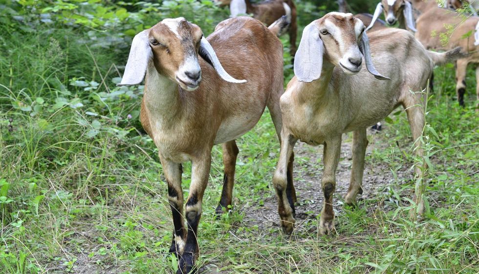 A pair of Nubian goats in the forest.