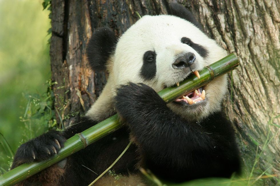 A panda eating a large bamboo stalk