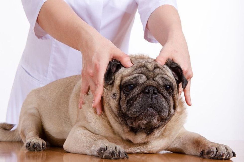 A person giving head massage to the pug