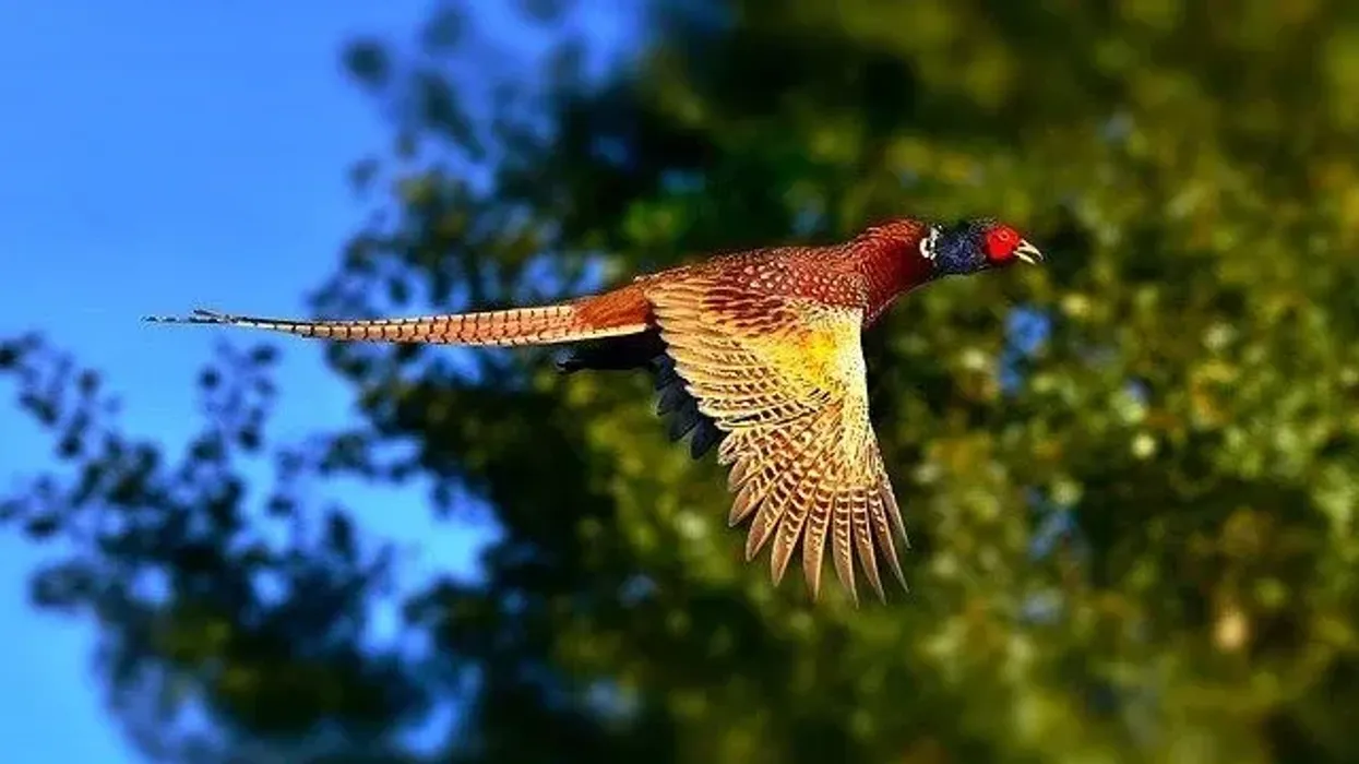 A pheasant is a game bird with colorful feathers.