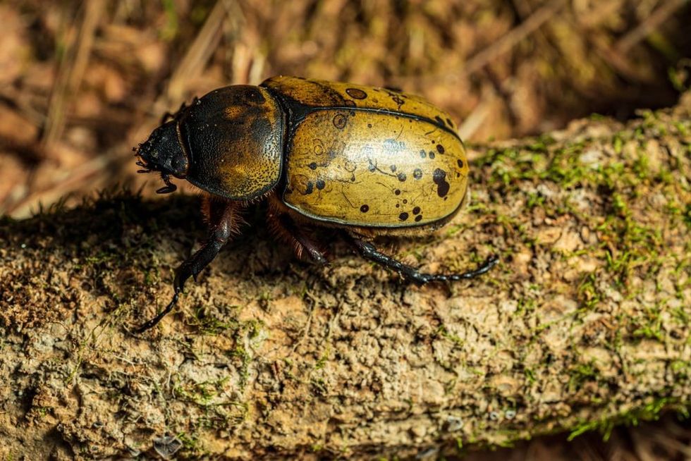 A picture of the Hercules beetle