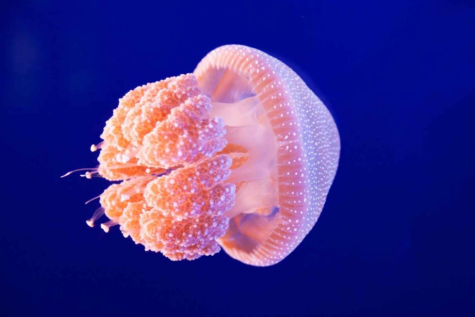 A pink jellyfish swimming in an aquarium
