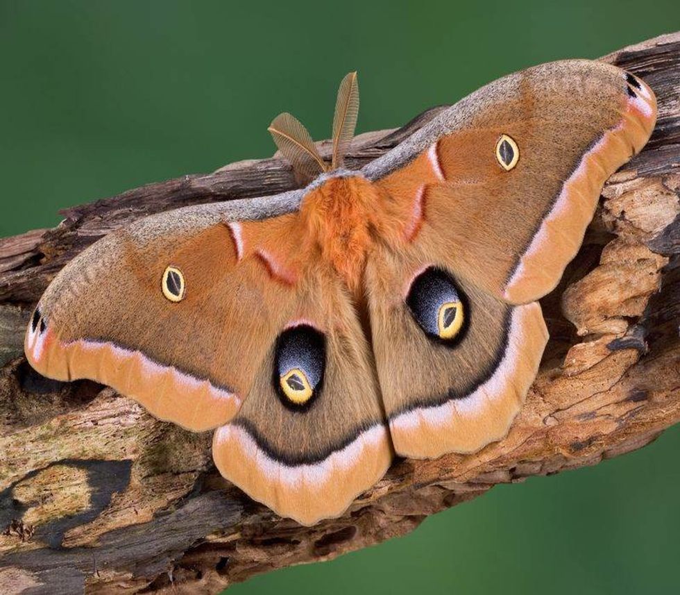 A polyphemus moth is sitting on a decaying tree limb.