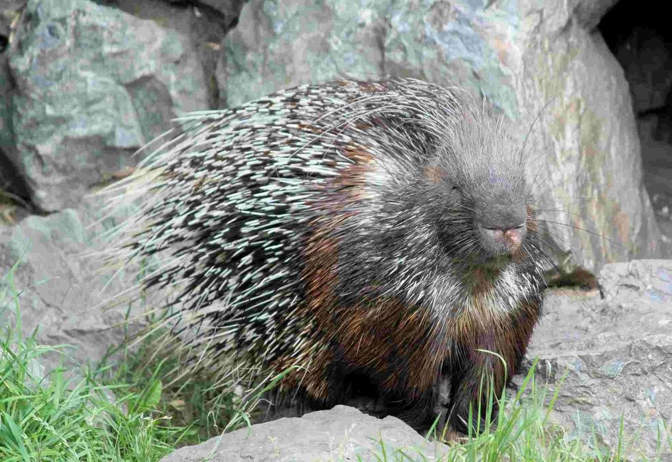A porcupine is armored with spikes.