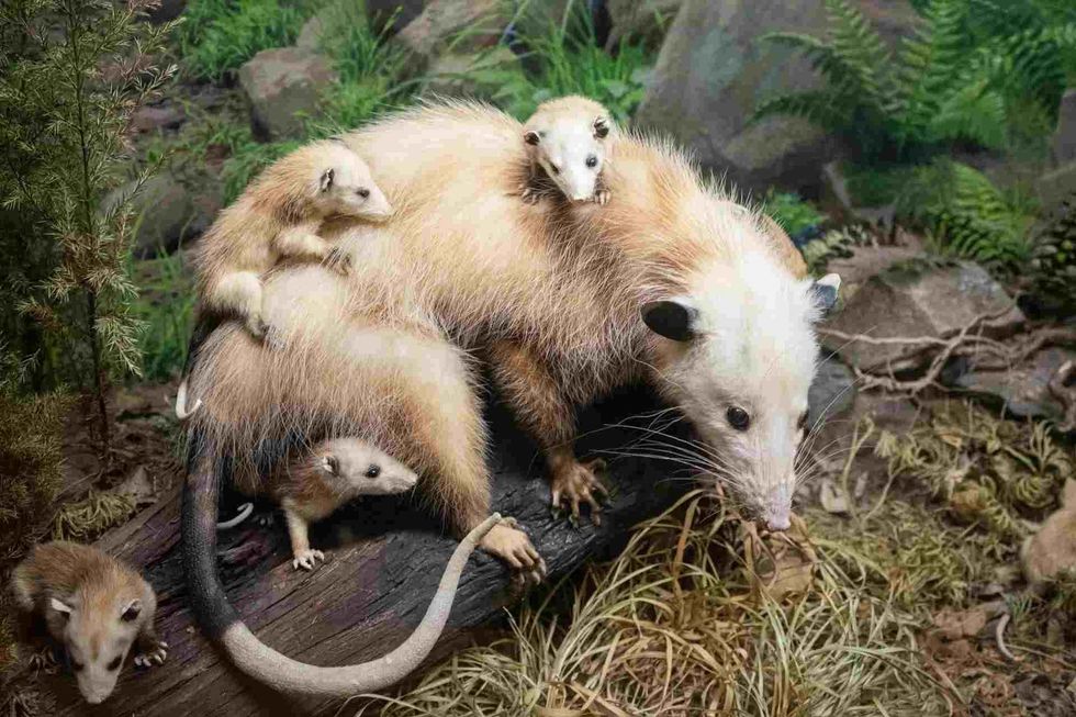 A possum is more of a scavenger than a predator.