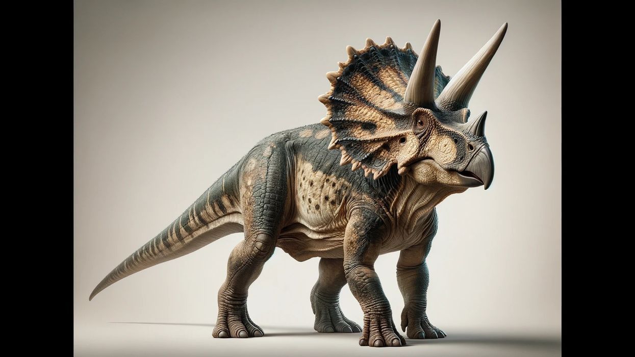 A Protoceratops stands against a plain, neutral background, showcasing its large frill and beaked mouth with detailed scales and color patterns.