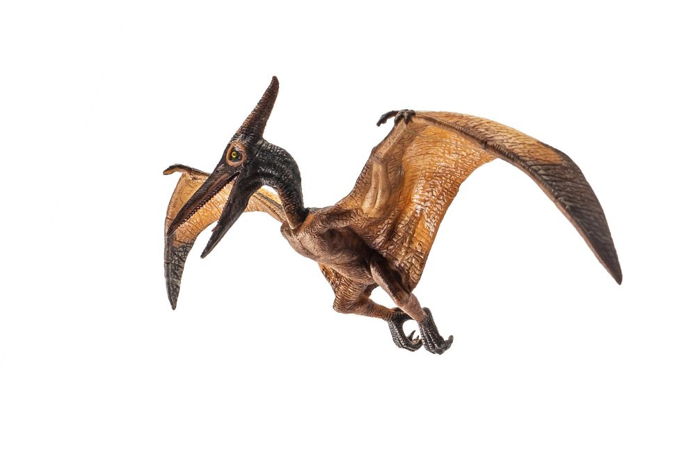 A pterosaur depicted in flight mode.