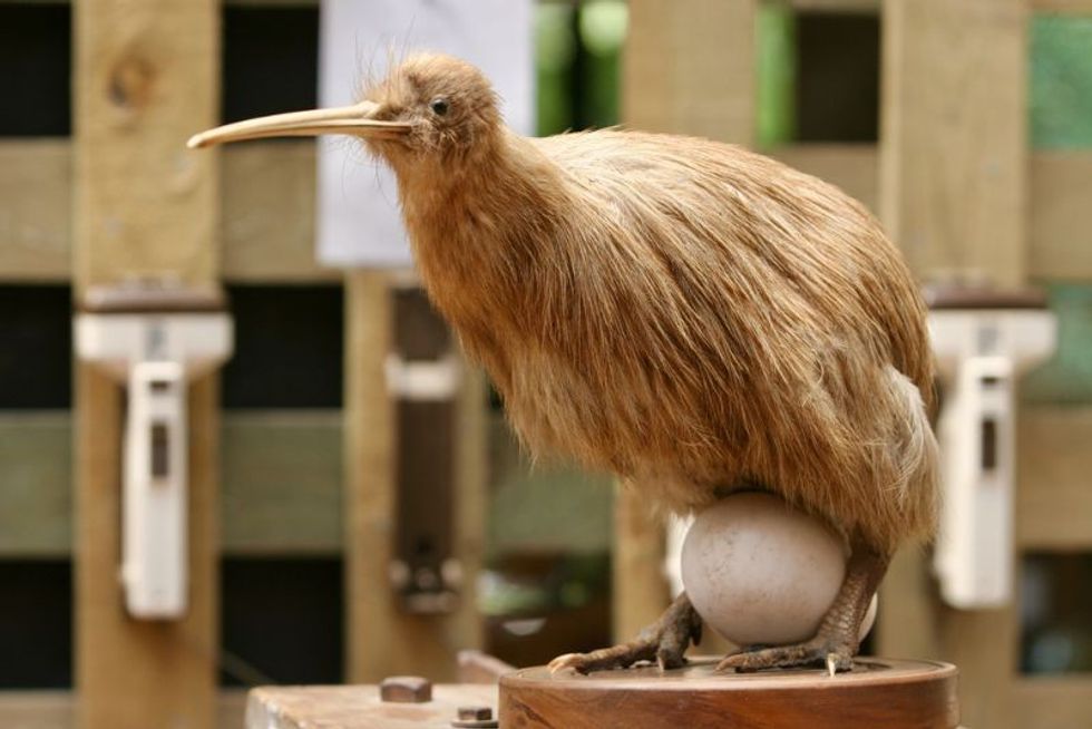 Kiwi Bird Egg: How Big Is It, How Long Does It Take To Hatch, And More ...