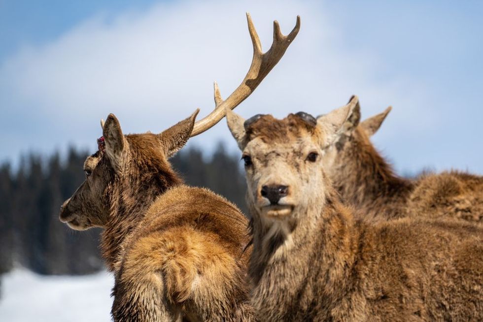 A red deer is losing his antlers in the spring