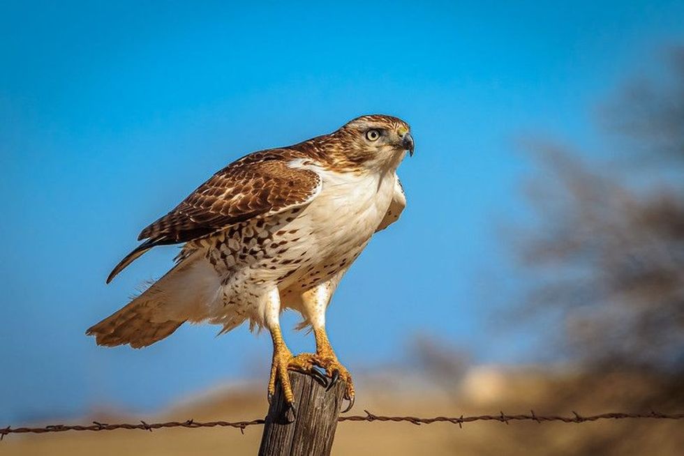 A red-tailed hawk nest can often be found in woodlands and grasslands.