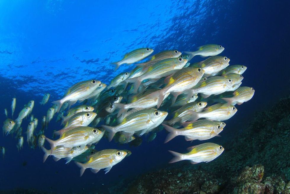 A school of fish swimming in the ocean
