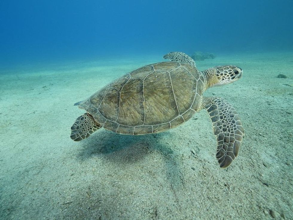 A sea turtle swimming underwater