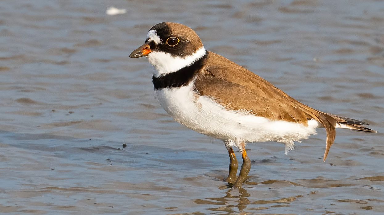 A semipalmated plover fact is that they love having fun in the water.