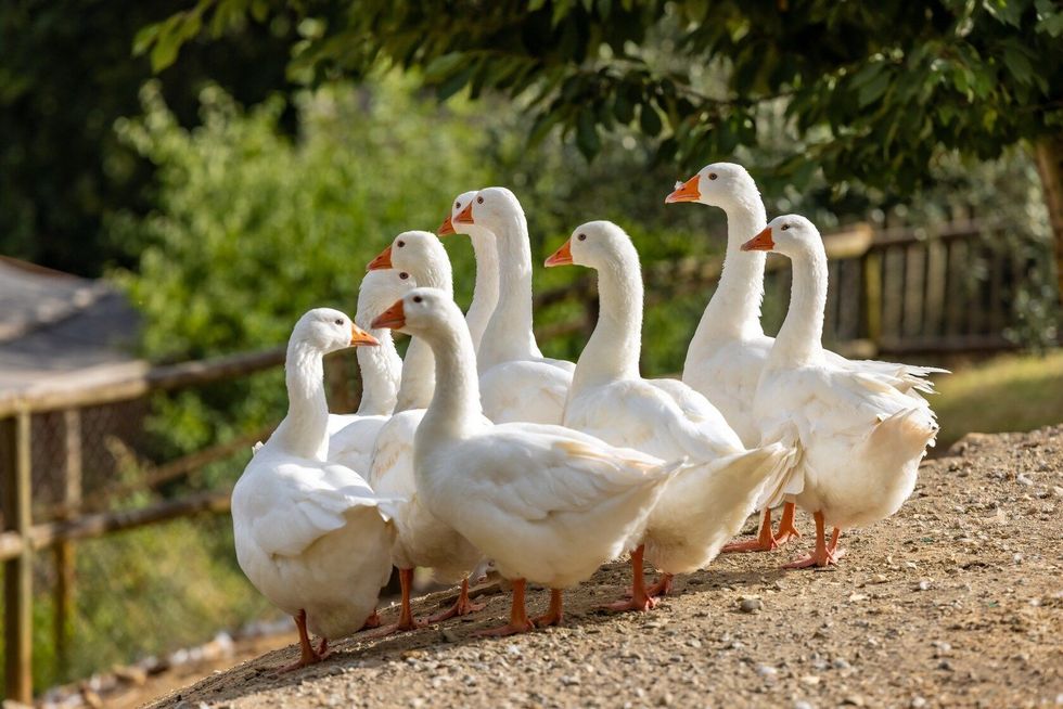 A shallow focus of white geese gathered in a gaggle.